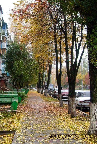 Золотая осень на улице Раевского в г. Губкин