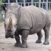 В старооскольском зоопарке появился носорог