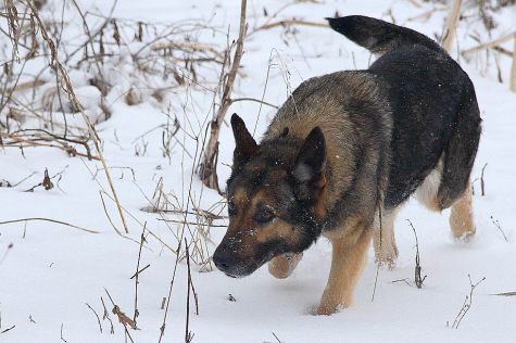 Прогулка в зимнем лесу с собакой